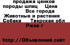 продажа ценков породы шпиц  › Цена ­ 35 000 - Все города Животные и растения » Собаки   . Тверская обл.,Ржев г.